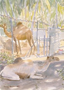 Camels at Rest, Salala (Oman) 1992 by Lucy Willis